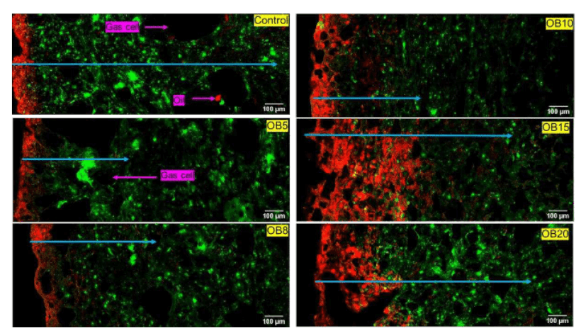 Cross-section micrographs of fried dough enriched with oat bran