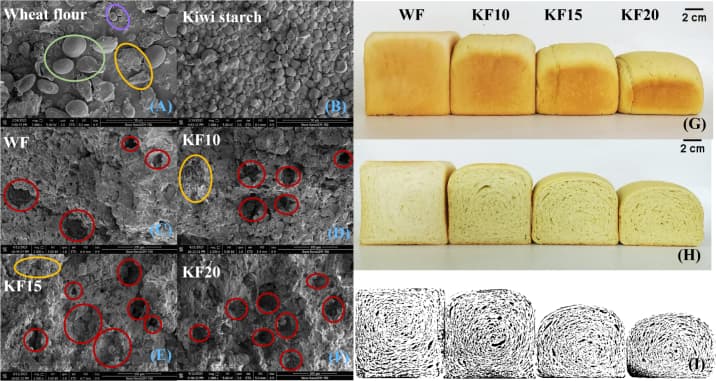 SEM micrograph of wheat flour and kiwi starch